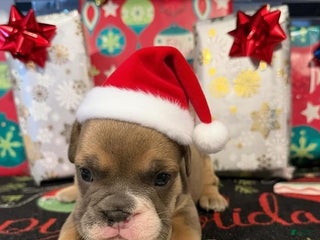 English Bulldog dogs Blue fawn Tri Girl - Ad 29