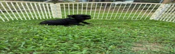 Cane Corso dogs for sale: Cane Corso Puppy 10 - Ad 10