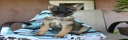 German Shepherd dogs for sale: Gertty - Ad 2
