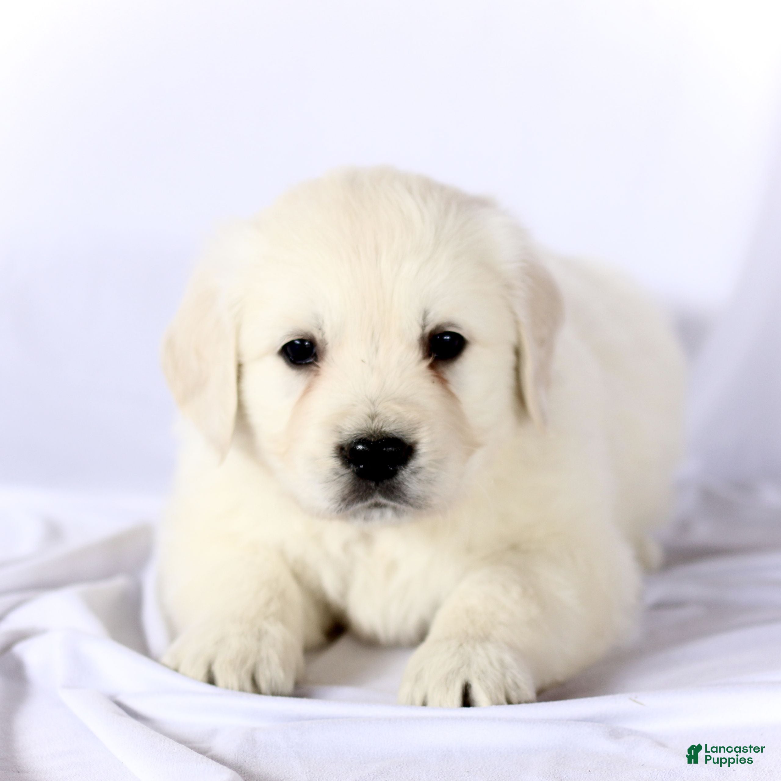 Golden Retriever dogs Scout  - Ad 24