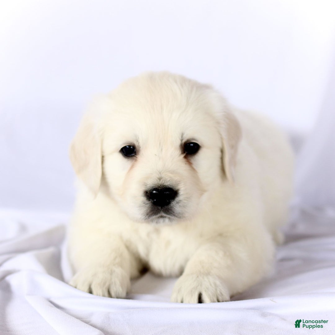 Golden Retriever dogs for sale: Scout  - Ad 1