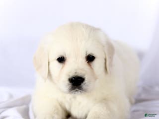 Golden Retriever dogs Scout - Ad 29