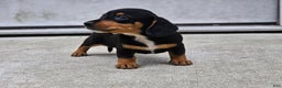 Miniature Dachshund dogs for sale: Rosie - Ad 1