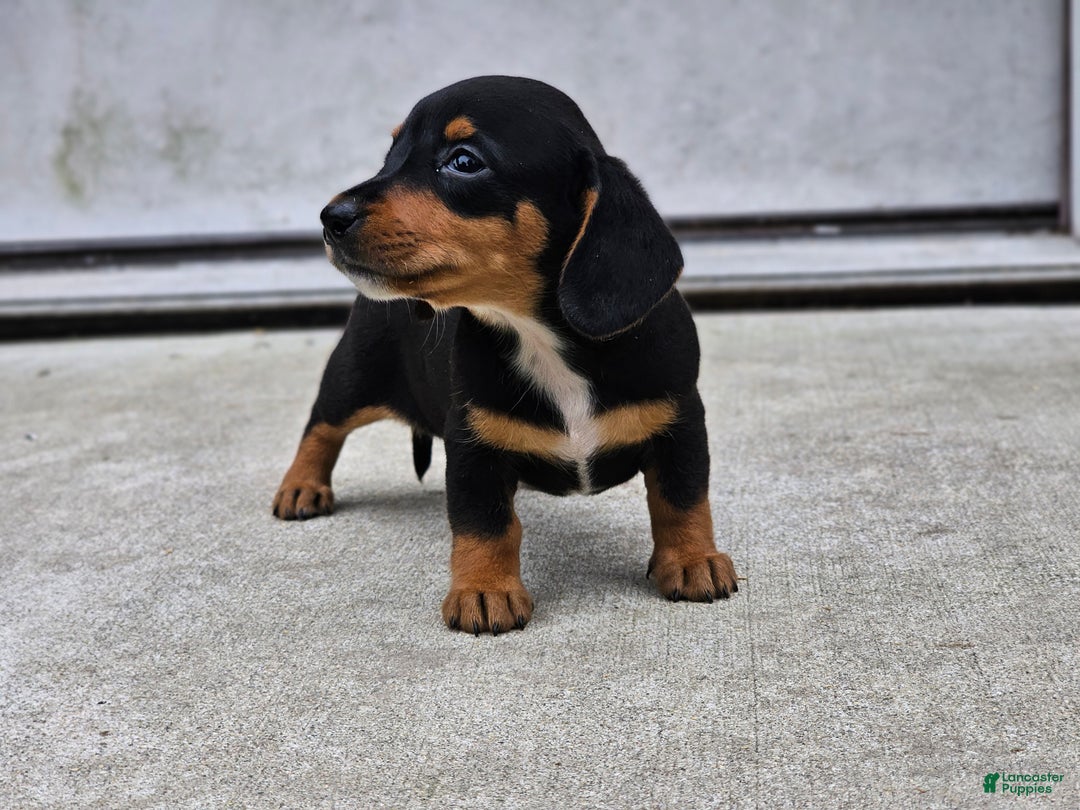 Miniature Dachshund dogs for sale: Rosie - Ad 1
