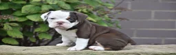 Beabull dogs for sale: Quinn - Ad 9