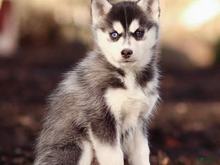 Pomsky dogs Evie - Ad 7