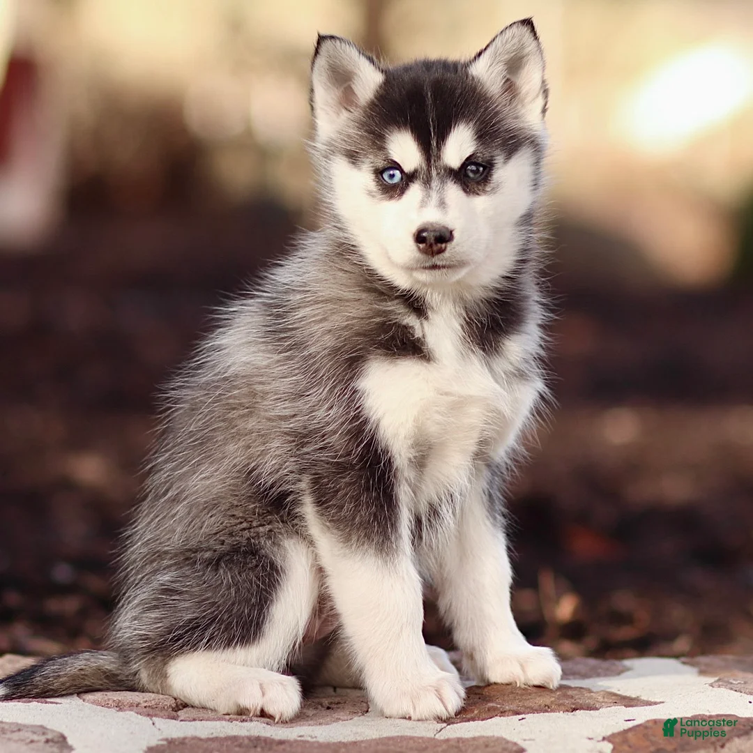 Pomsky dogs for sale: Evie - Ad 1