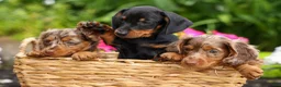 Miniature Dachshund dogs for sale: Iggy🐶  - Ad 19