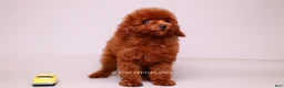 Toy Poodle dogs for sale: VISITA PER FORTUNA SHANTI  - Ad 3