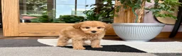 Maltipoo dogs for sale: Joy  - Ad 7