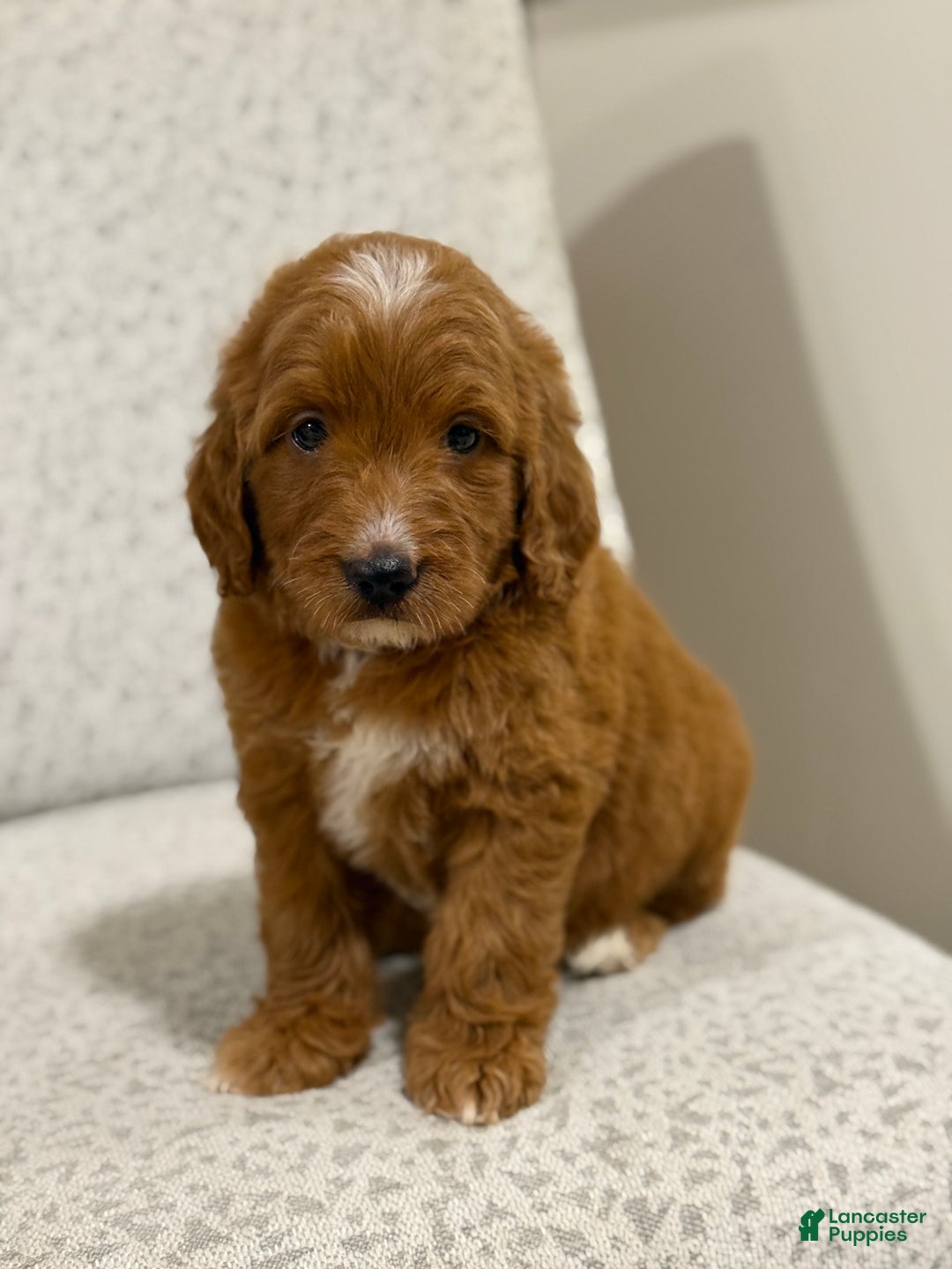 Goldendoodle dogs for sale: Penny - Ad 8