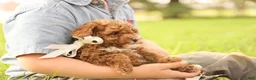 Toy Poodle dogs for sale: Reese - Ad 6