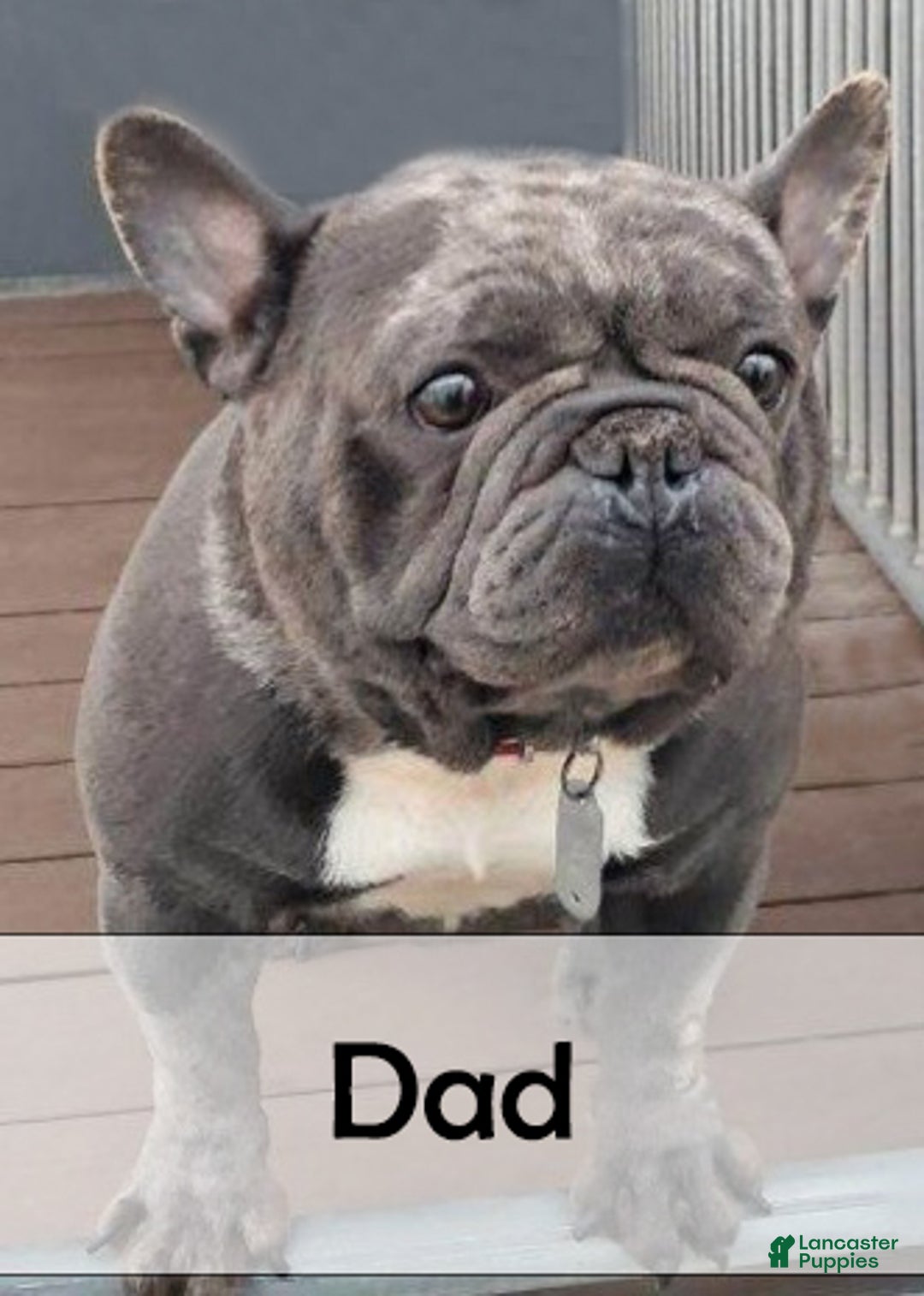 French Bulldog dogs for sale: Charlie - Ad 12