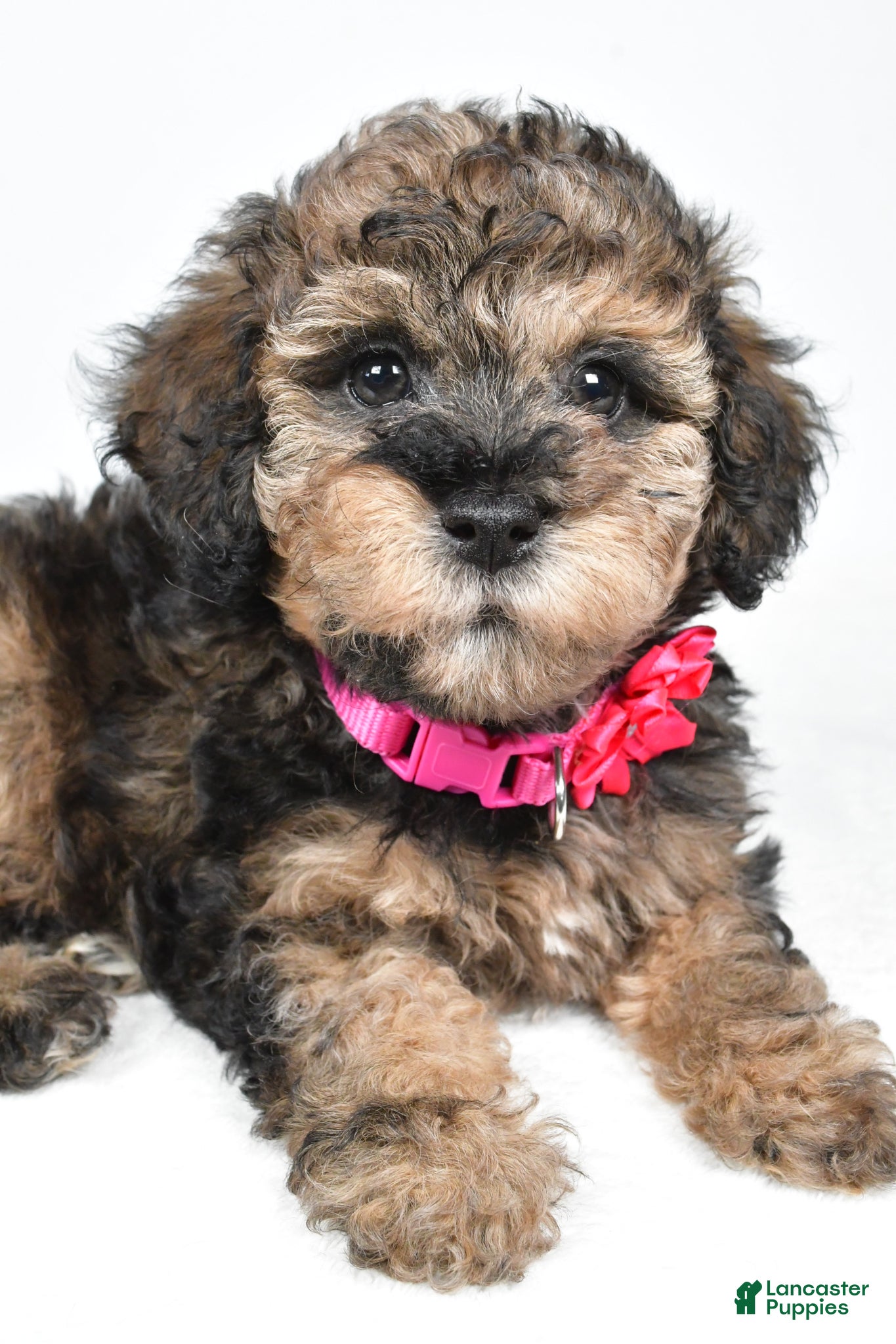Miniature Poodle dogs Jenny - Ad 2