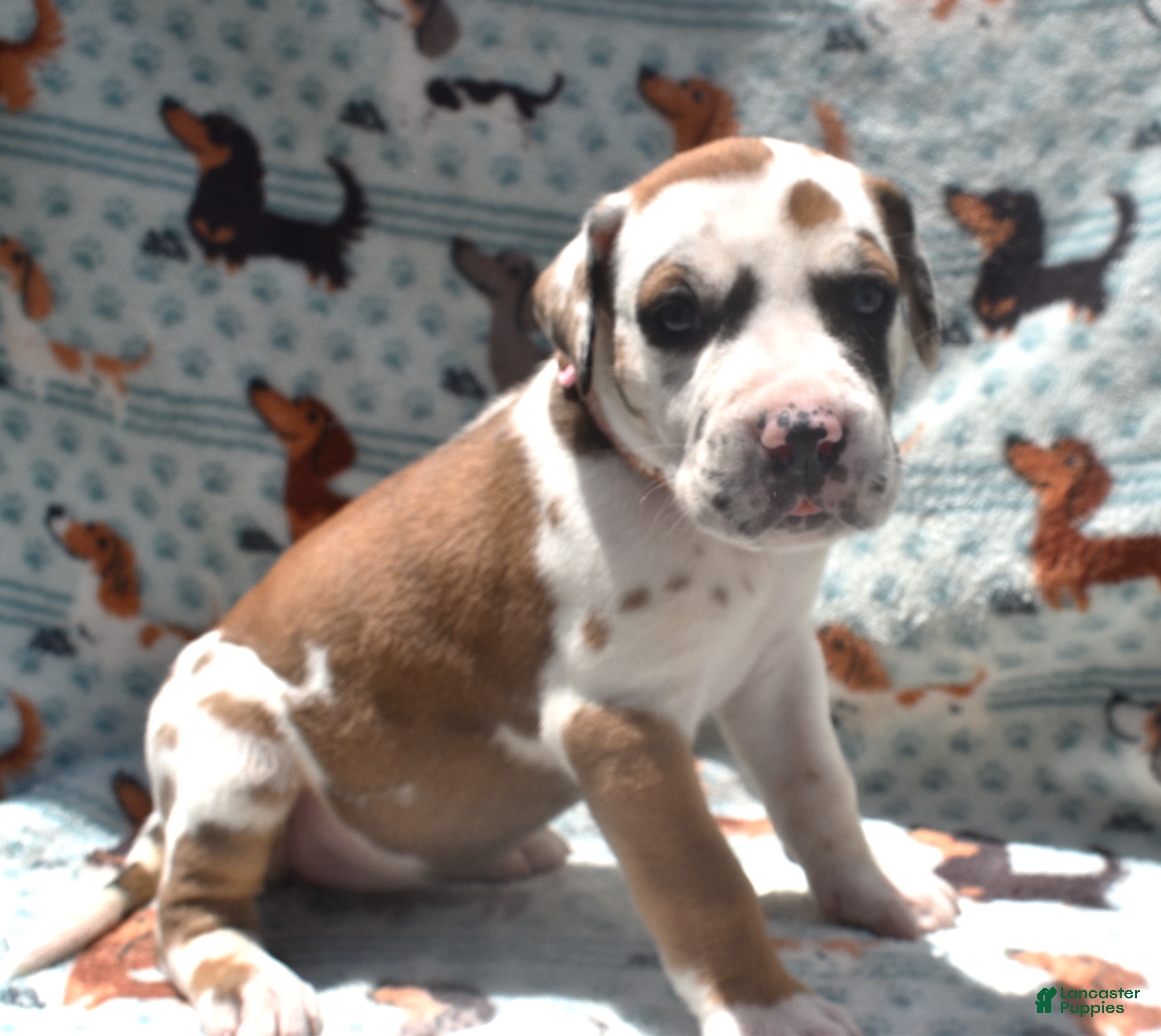 Great Dane dogs Great Dane - LIght Pink Collar - Fawnequin - Ad 2