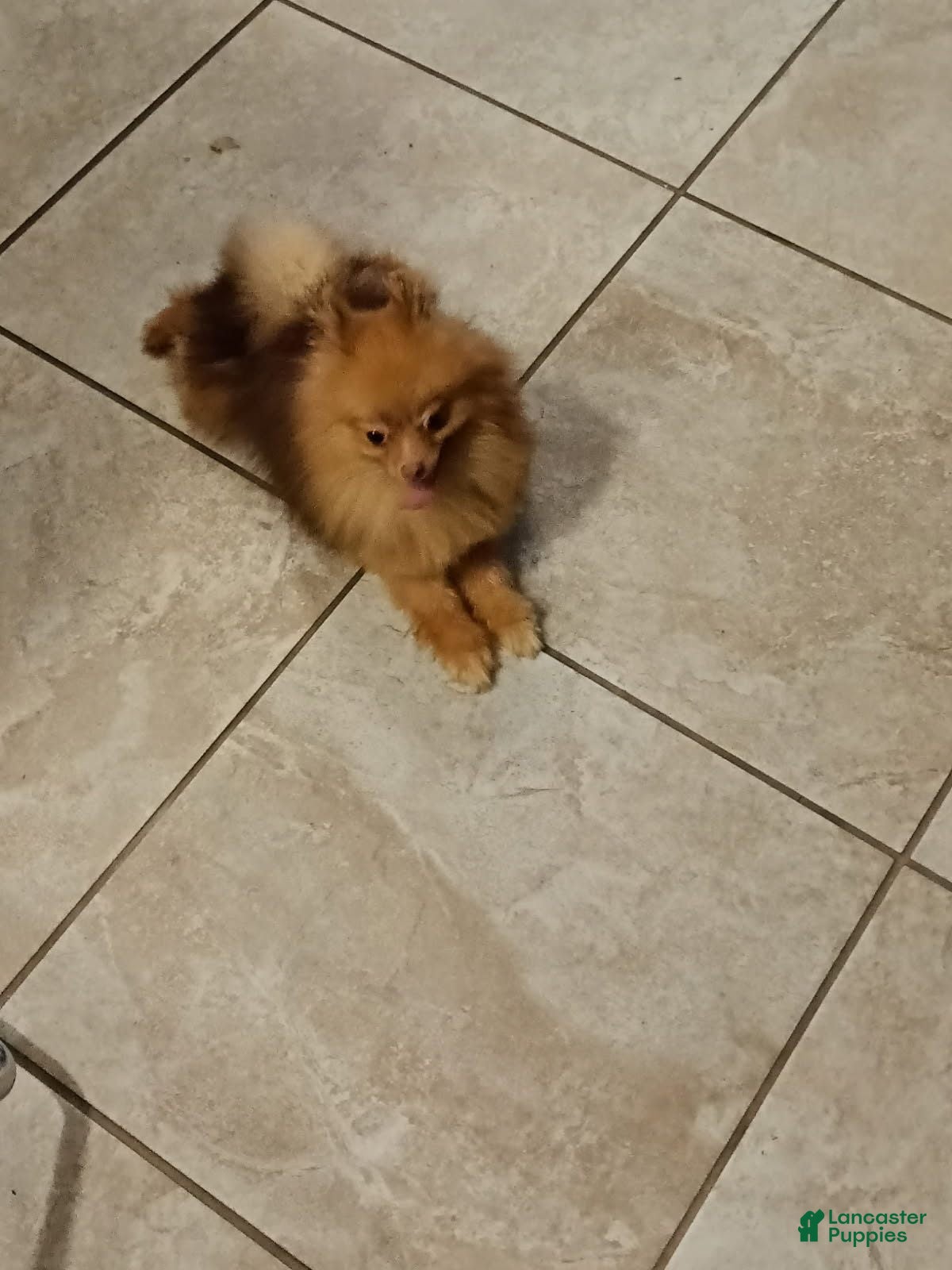 Pomeranian dogs Bear - Ad 2