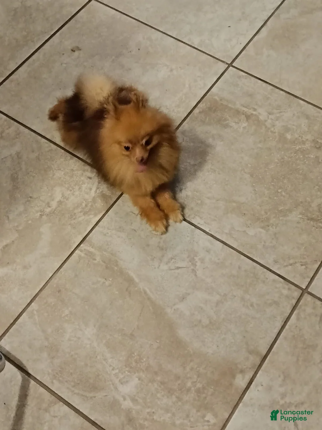 Pomeranian dogs for sale: Bear - Ad 1