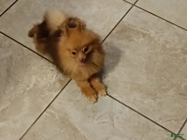 Pomeranian dogs for sale: Bear - Ad 1