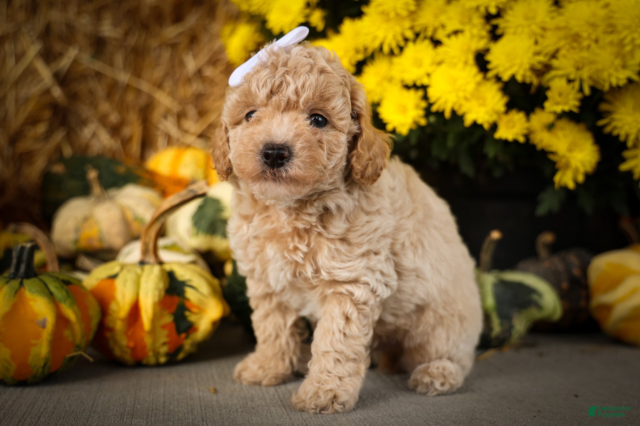 Miniature Poodle dogs Jenson ✨ - Ad 1