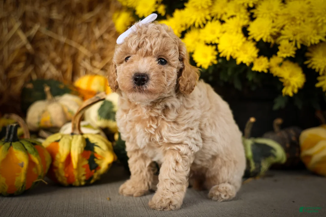 Miniature Poodle dogs for sale: Jenson ✨ - Ad 1