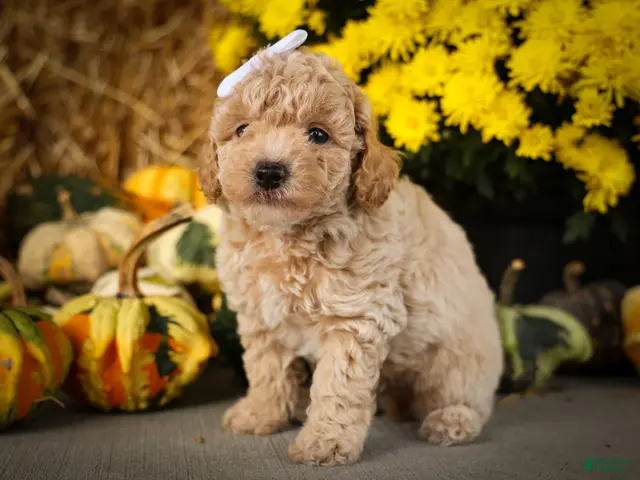 Miniature Poodle dogs for sale: Jenson ✨ - Ad 2