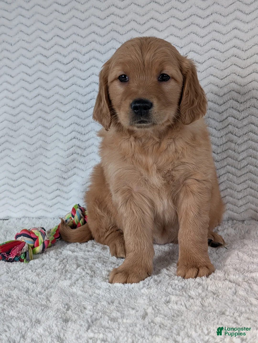Golden Retriever dogs for sale: Miss Emmie - Ad 6
