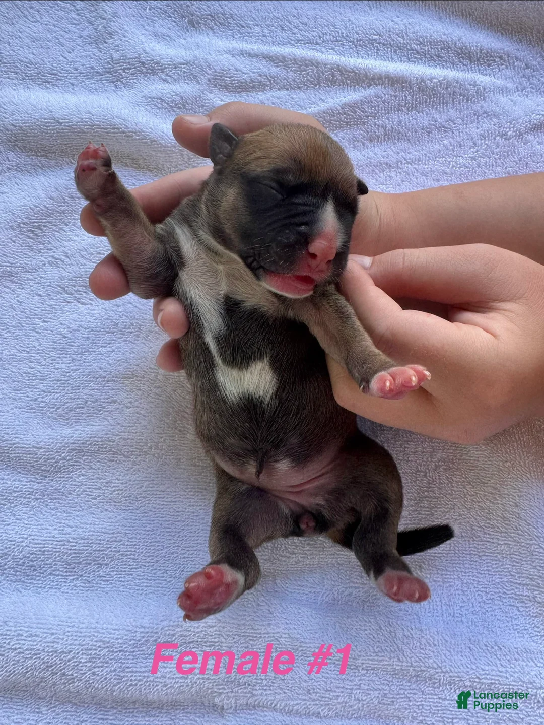 American Bulldog dogs for sale: American Bulldog Female #1 - Ad 2