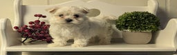Maltese dogs for sale: Bridget - Ad 6