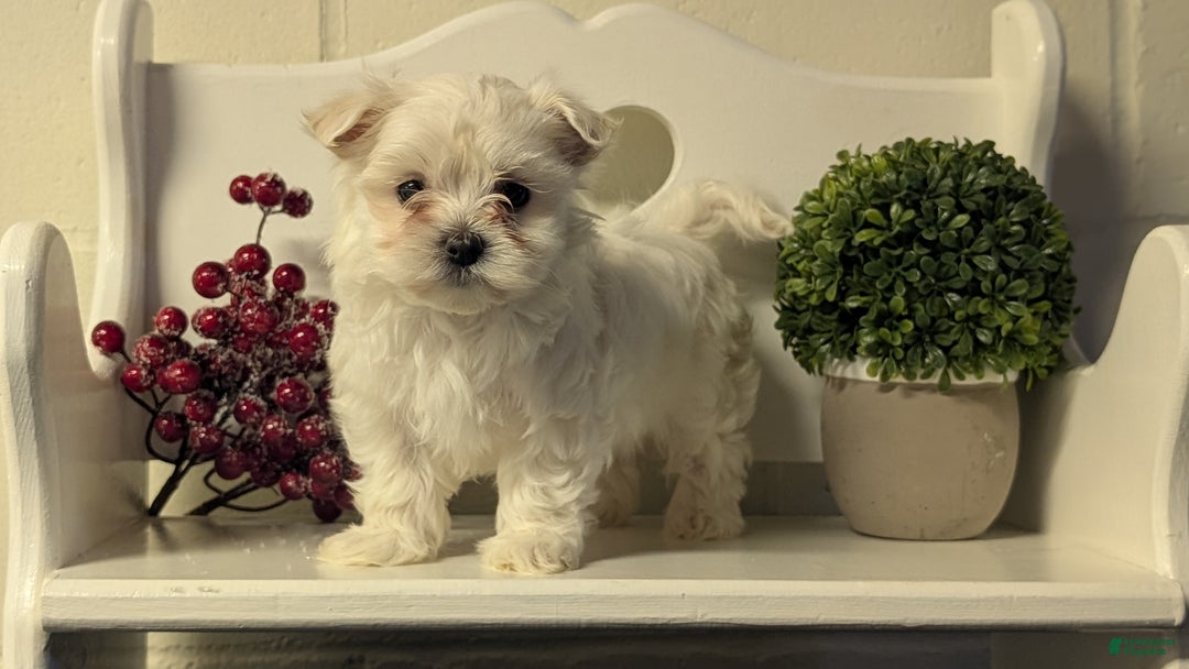 Maltese dogs for sale: Bridget - Ad 6