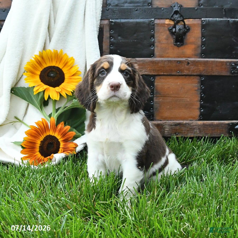 English Springer Spaniel dogs Zinnia - Ad 2