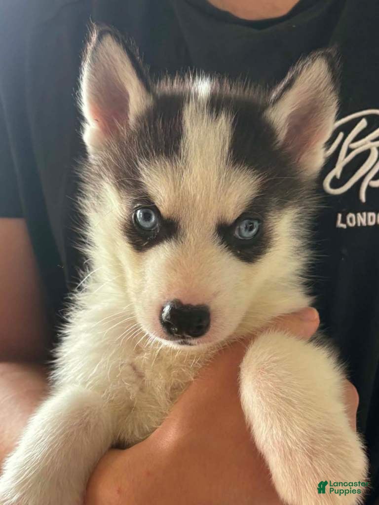 Siberian Husky dogs Siberian Husky 2 - Ad 12