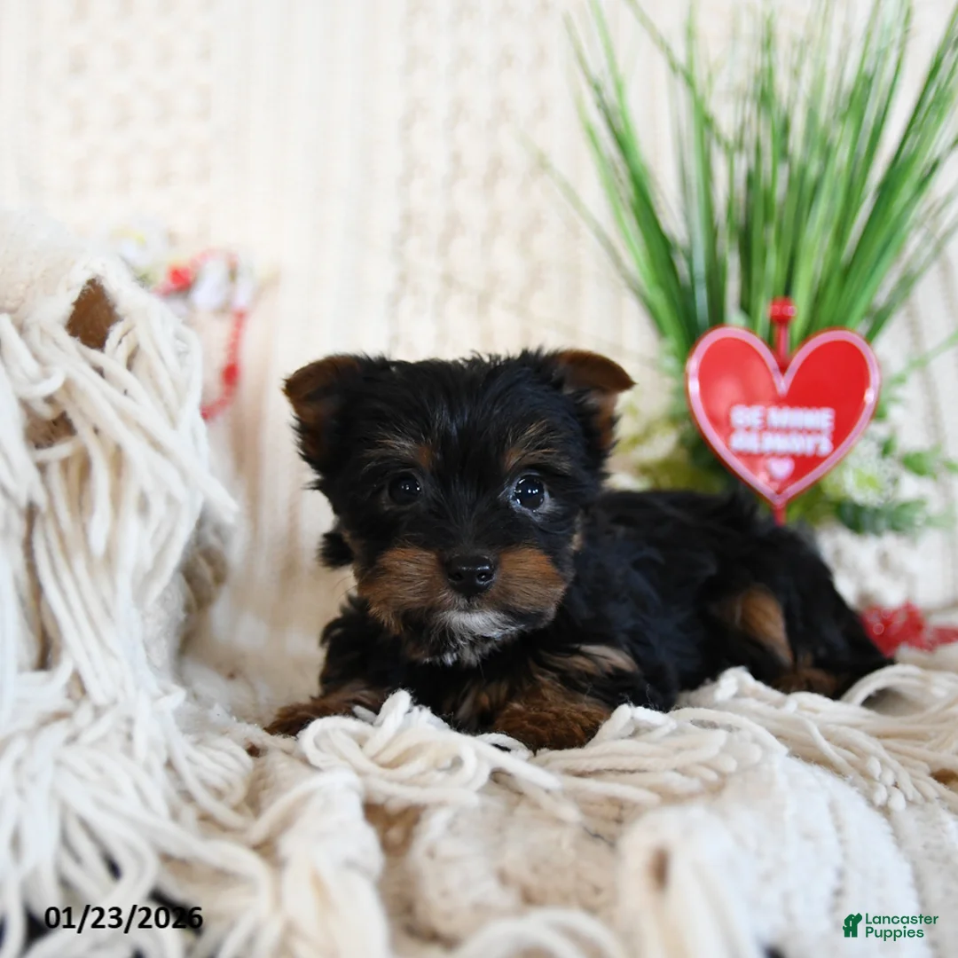 Yorkshire Terrier dogs for sale: Bella   - Ad 3