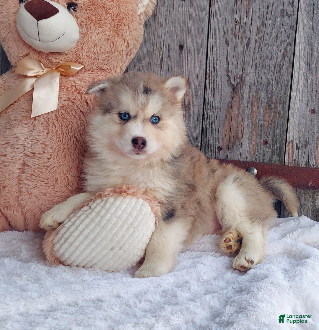 Gallery Image {{count}}