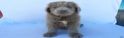 Newfoundland dogs for sale: Judy - Ad 2
