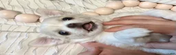 Chihuahua dogs for sale: Luna - Ad 6