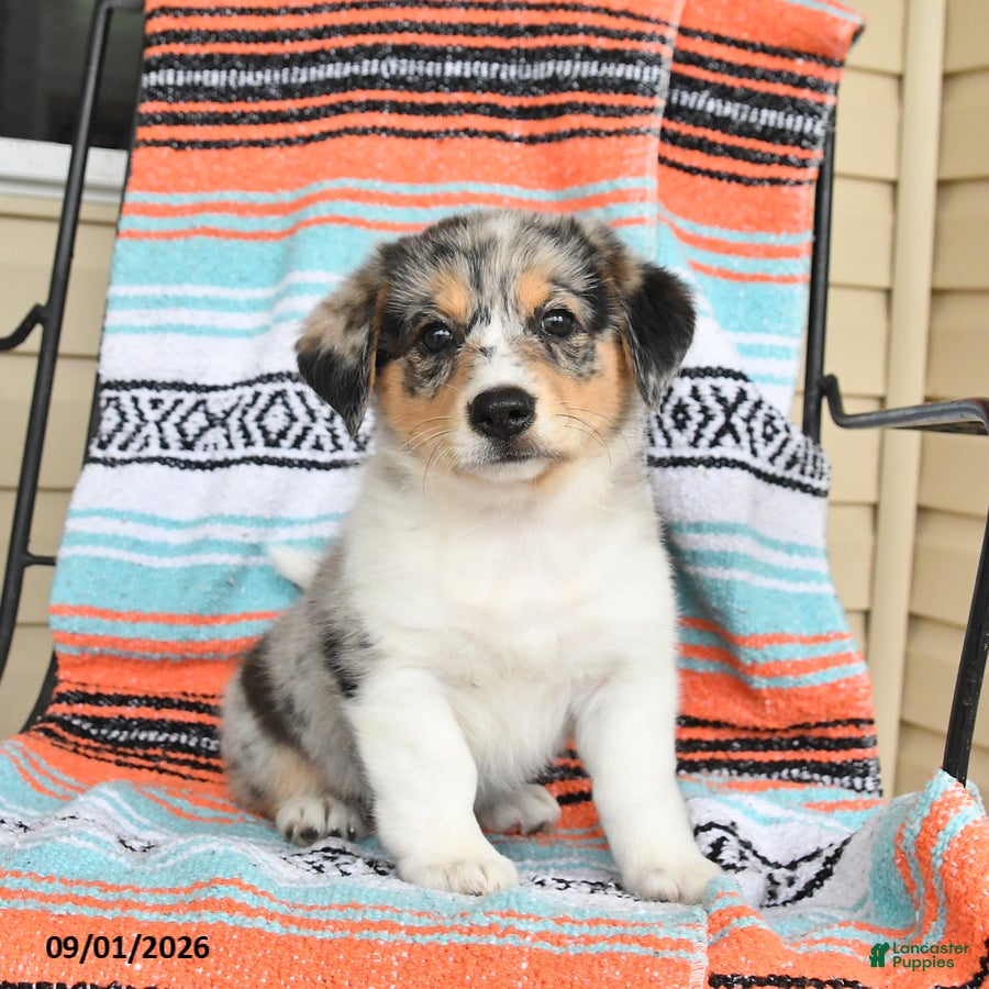 Mixed Breed dogs for sale: Tulip - Ad 1