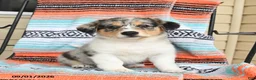 Mixed Breed dogs for sale: Tulip - Ad 1