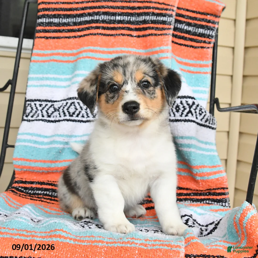 Mixed Breed dogs for sale: Tulip - Ad 1