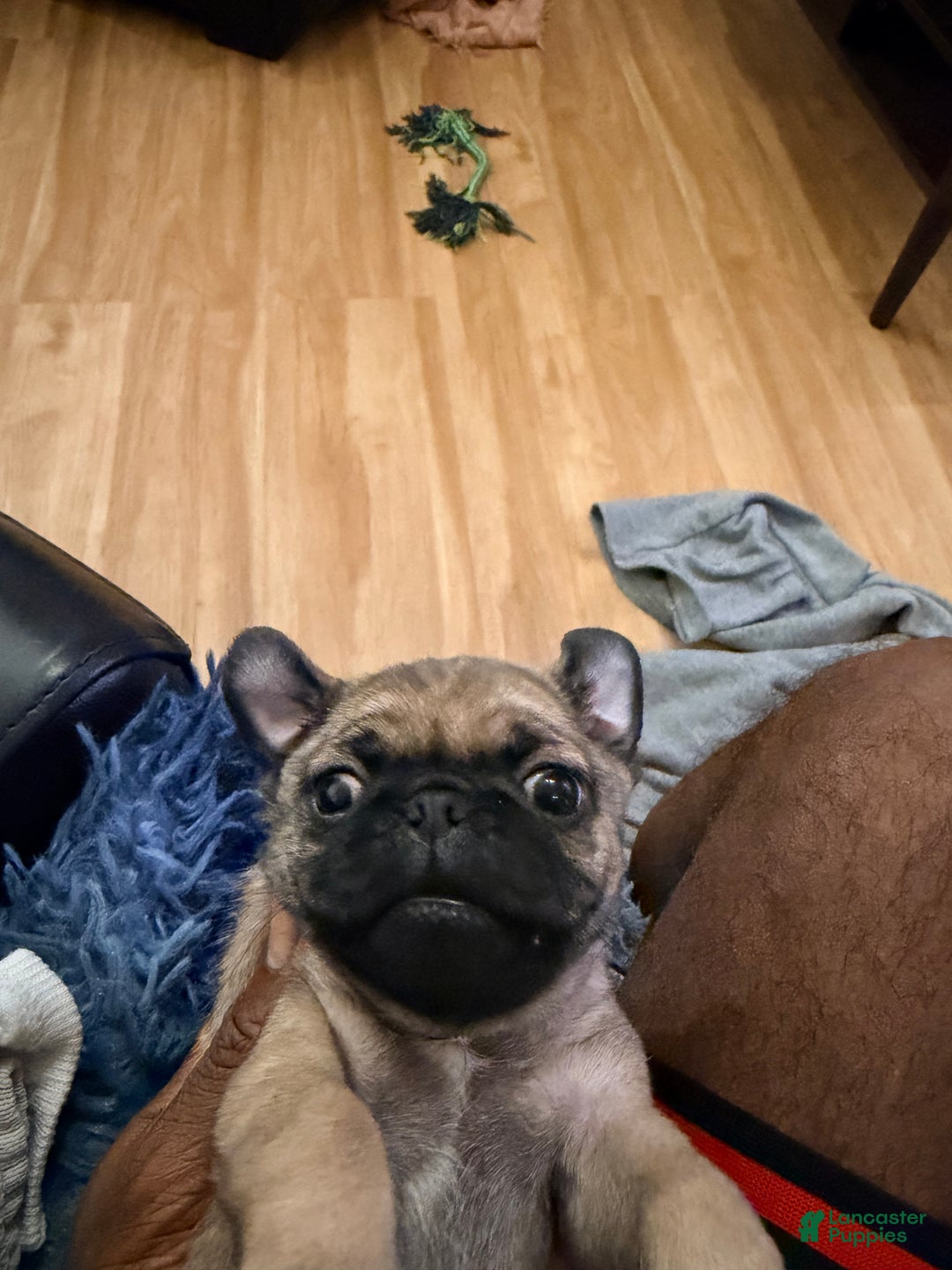 Pug dogs for sale: Pug Puppy 3 - Ad 7