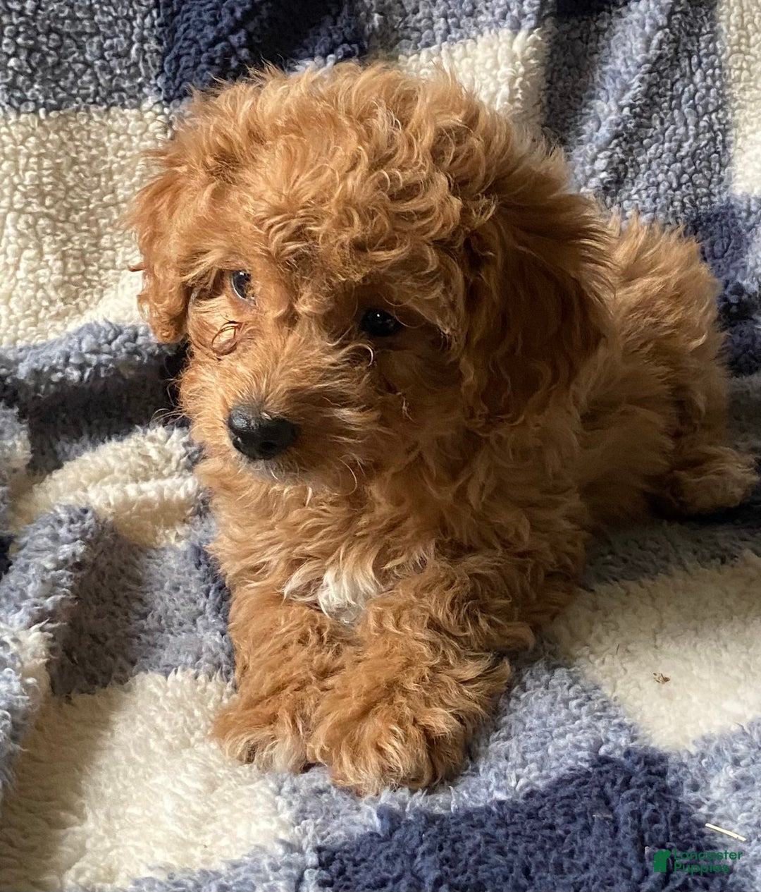 Cavachon dogs for sale: Casper  - Ad 3