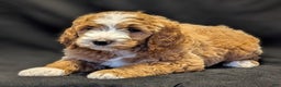 Goldendoodle dogs for sale: Teddy  - Ad 3