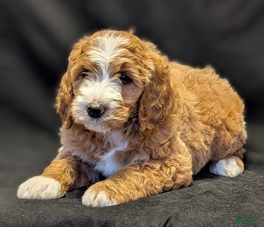 Goldendoodle dogs for sale: Teddy  - Ad 3