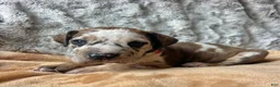 Great Dane dogs for sale: Bamm Bamm - Ad 2