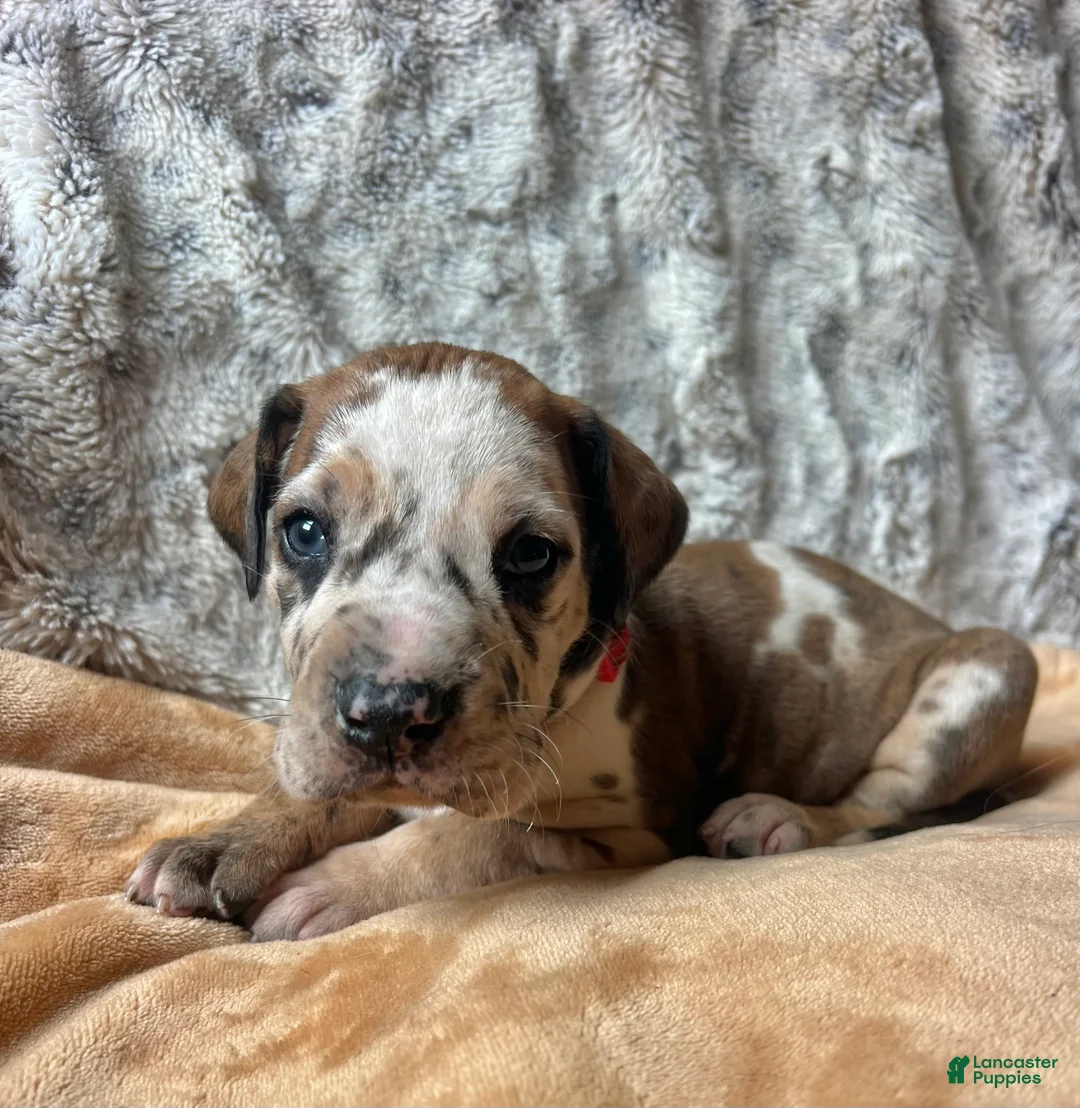 Great Dane dogs for sale: Bamm Bamm - Ad 2