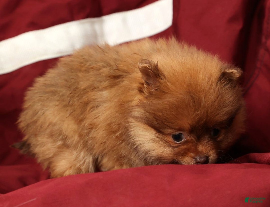 Pomeranian dogs for sale: Ollie - Ad 9