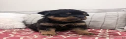 Rottweiler dogs for sale: Pink female  - Ad 7