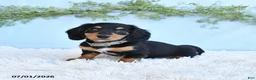 Miniature Dachshund dogs for sale: Rhonda - Ad 5
