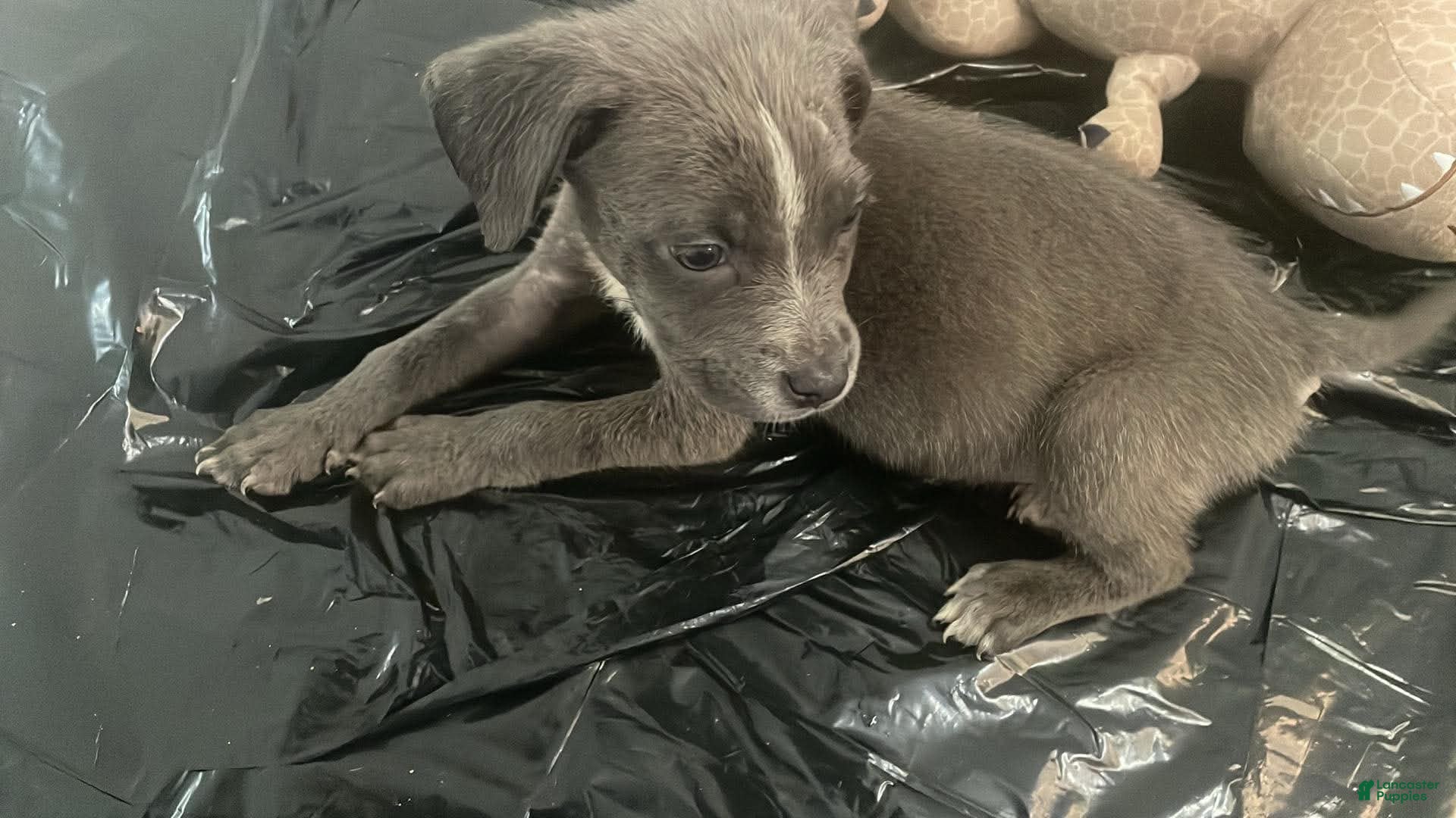 Mixed Breed dogs Mixed Breed 1 - Ad 41