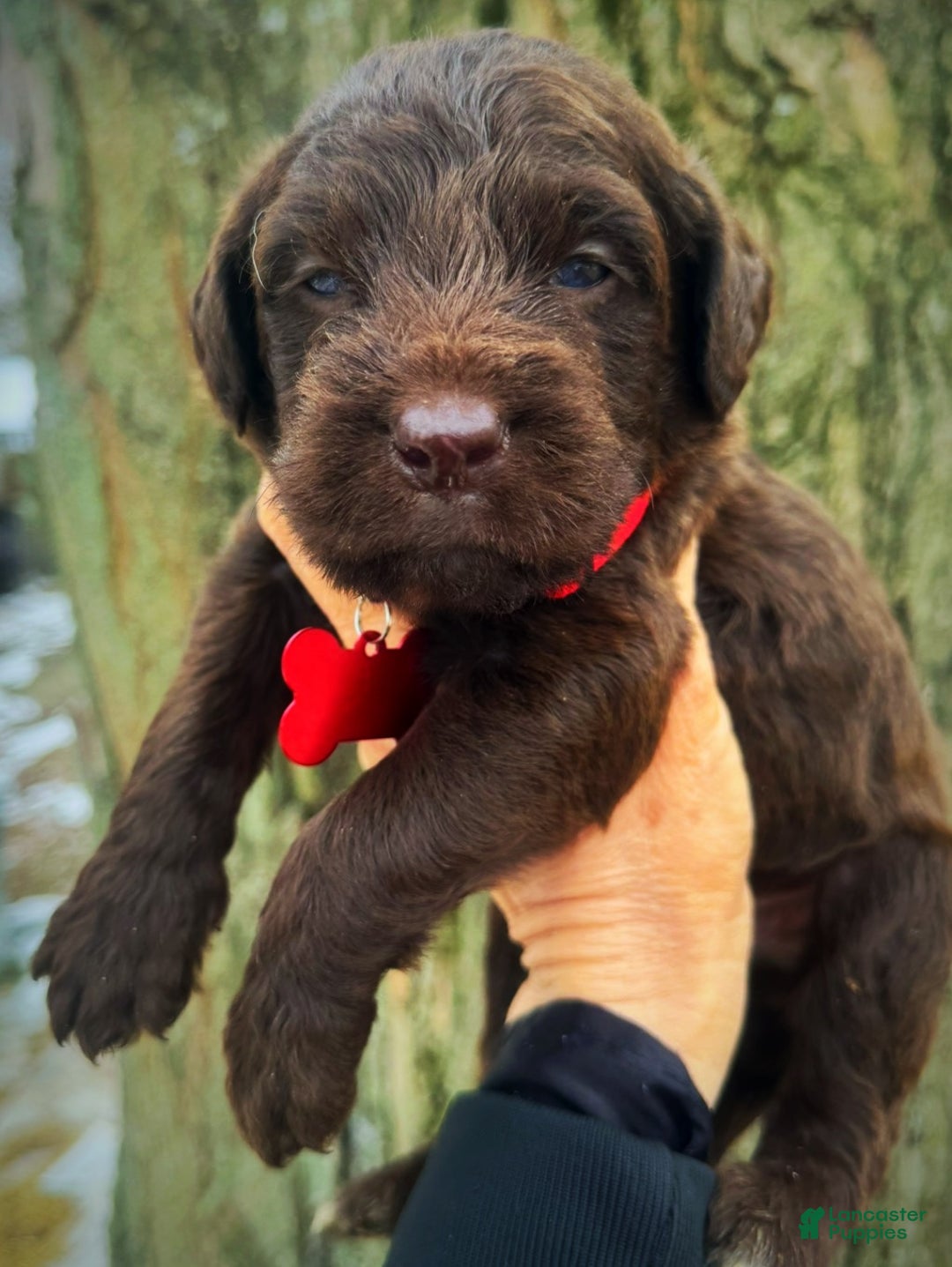 Labradoodle dogs for sale: Labradoodle Puppy 1 - Ad 13