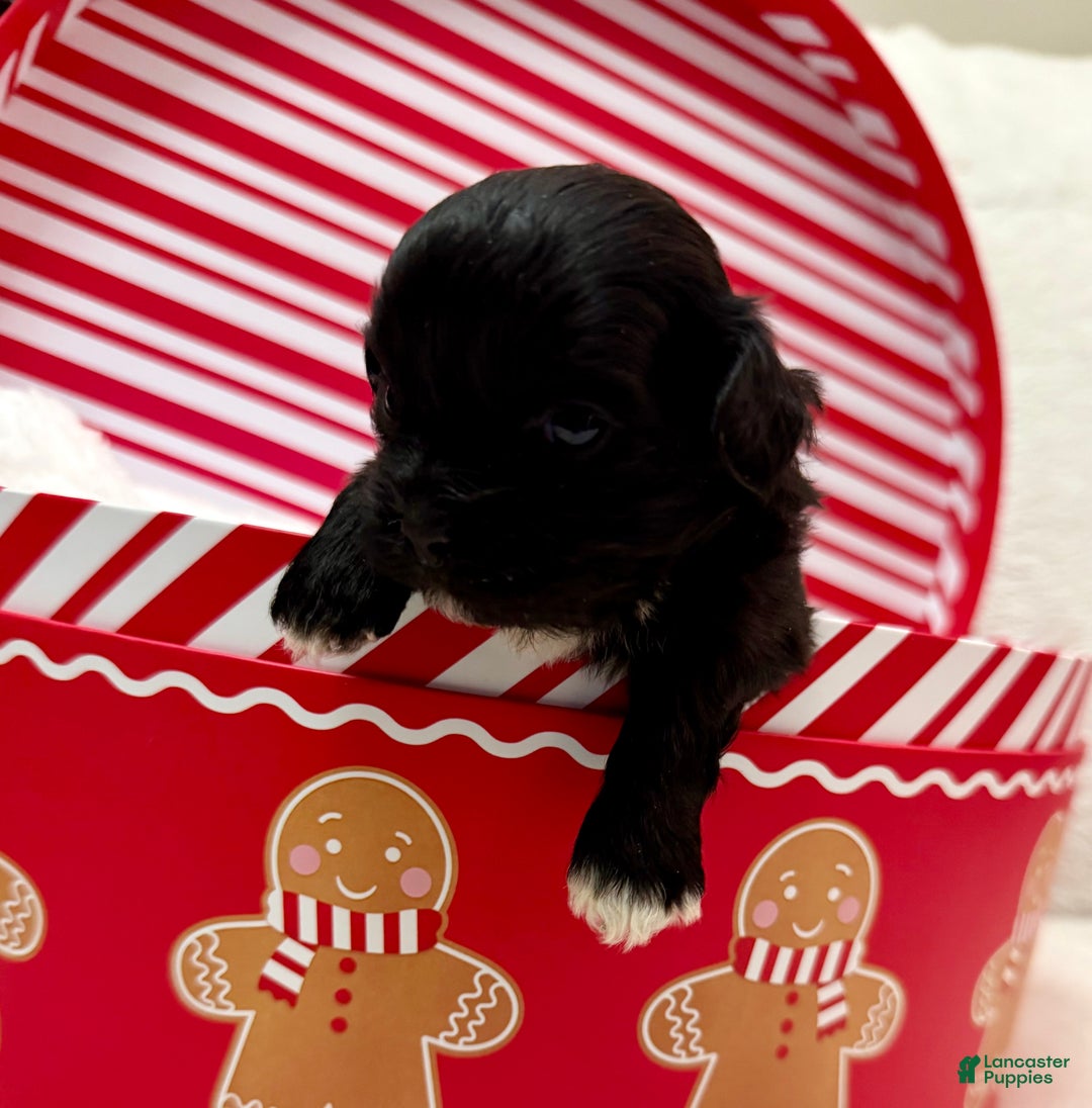 Shihpoo dogs for sale: Luna - Ad 8